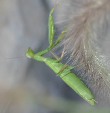 [080809 Boys in the Yard 066[5].jpg]