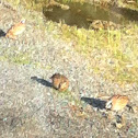 montezuma Quail