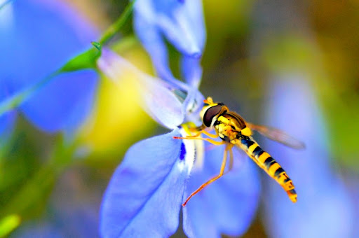 http://lh4.ggpht.com/misterchelles77/SOHrVoSgU5I/AAAAAAAAAj4/LBvokOLAGcc/Macro%20041_DxO.jpg
