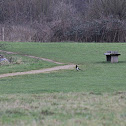 European Magpie