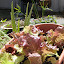 Red Leaf Lettuce