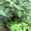 Chocolate mint