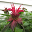 bee balm