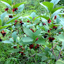 Twinberry Lonicera involucrata