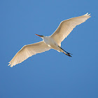 Great Egret