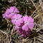 Showy phlox