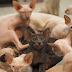 Cat Breeders