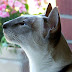Cat History