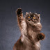 Black Persian Cat