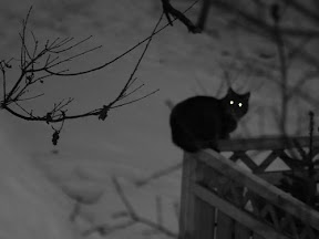 Warrior Cat