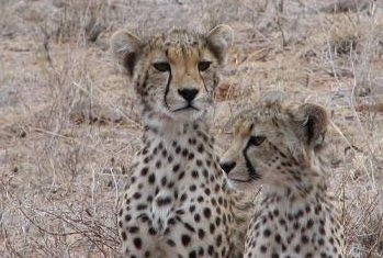  - cheetah-cubs-Joachim-Niemeier-1