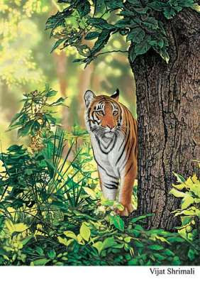 tiger population