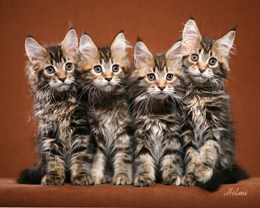 maine coon cat. Maine Coon Cats