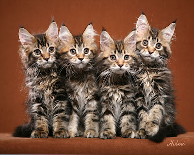http://lh4.ggpht.com/mjbmeister/SF1TFh3sEgI/AAAAAAAAH7U/ct-jUM8ZgeI/s400/Maine-Coon-Kittens.jpg