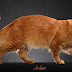 Orange Maine Coon
