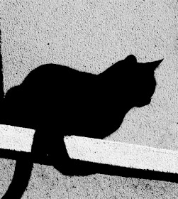 Cat Names For Black Cats Cat Names For Black Cats