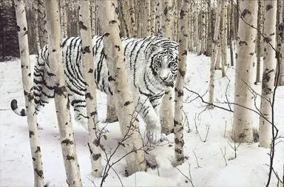 White Siberian Tiger