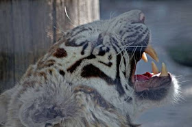 http://lh4.ggpht.com/mjbmeister/SGNUgfe_gtI/AAAAAAAAH8w/LZ6O2c5l-1c/s800/white-siberian-tiger-3.jpg