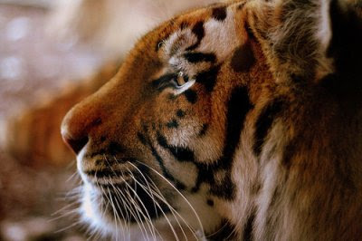 Bengal tiger