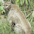 Florida Cougar