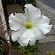 Petunia