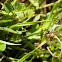 Damselfly