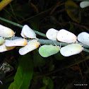 plant hoppers