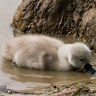 Cygnet (+ family)