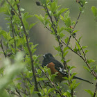 Eastern Towhee