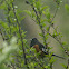 Eastern Towhee
