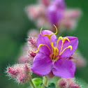 Osbeckia Crinita