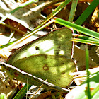 Orange Sulphur