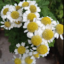 Oxeye Daisy