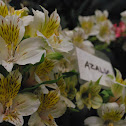 azalia