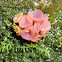 Ascocoryne sarcoides