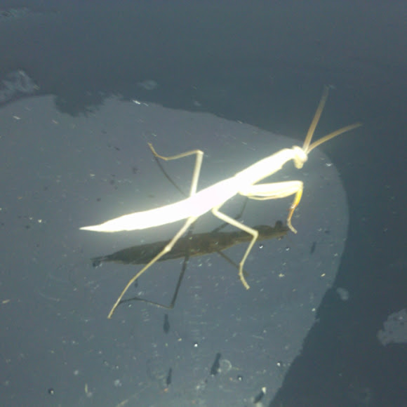 Spotting Image 1