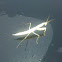 Praying Mantis