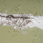 Argentine Ants