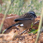 Rock Bunting; Escribano Montesino