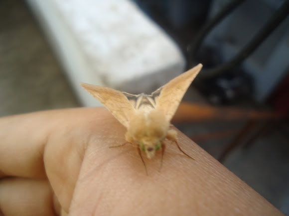 Spotting Image 1