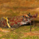 dragon-headed bug