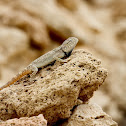 Yellow-spotted agama