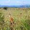 Marsh Deer