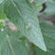 Long legged fly
