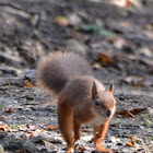 Red Squirrel
