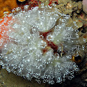 Ascidians