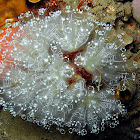 Ascidians