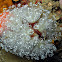 Ascidians