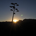 Agave
