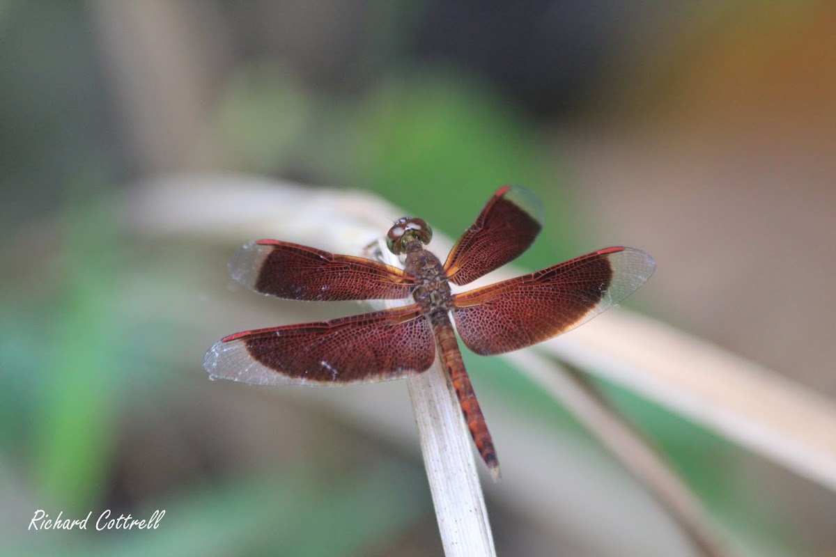 Maroon Grasshawk